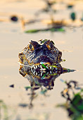 REP 12 WF0004 01
Head Shot Of Spectacled Caiman Swimming In Water Pantanal, Brazil
