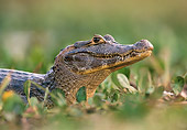 REP 12 WF0005 01
Head Shot Of Spectacled Caiman In Jungle Pantanal, Brazil