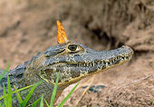 REP 12 WF0006 01
Spectacled Caiman And Butterfly In Jungle Pantanal, Brazil