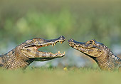 REP 12 WF0007 01
Two Spectacled Caimans Face To Face In Jungle Pantanal, Brazil