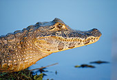 REP 12 KH0001 01
Head Shot Of Yacare Caiman On Grass By Water