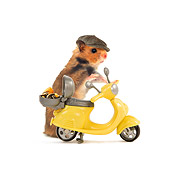 ROD 01 JE0001 01
Golden (aka Syrian) Hamster Wearing Hat With Yellow Scooter On White Seamless