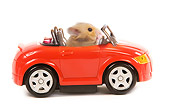 ROD 01 JE0002 01
Golden (aka Syrian) Hamster Sitting In Red Toy Car On White Seamless