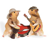 ROD 01 JE0003 01
Two Golden Hamsters Playing Instruments On White Seamless