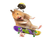 ROD 01 JE0006 01
Golden Hamster Falling Off Skateboard On White Seamless