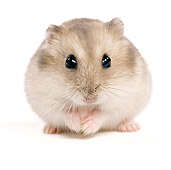 ROD 01 JE0007 01
Russian Hamster Sitting On White Seamless