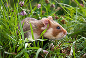 ROD 01 KH0026 01
Close-Up Of European Hamster In Meadow Alsace, France