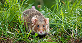 ROD 01 KH0027 01
Close-Up Of European Hamster In Meadow Alsace, France