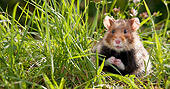 ROD 01 KH0028 01
European Hamster Sitting In Meadow Alsace, France