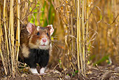 ROD 01 KH0029 01
European Hamster In Wheat Field Alsace, France
