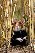 ROD 01 KH0030 01
European Hamster Sitting In Wheat Field Alsace, France