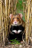 ROD 01 KH0031 01
European Hamster Sitting In Wheat Field Alsace, France