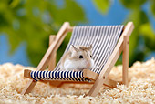 ROD 01 KH0001 01
Roborovski Hamster Sitting In Beach Chair