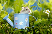 ROD 01 KH0002 01
Roborovski Hamster Sitting In Blue Watering Can