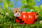 ROD 01 KH0003 01
Golden (aka Syrian) Hamster Sitting In Ceramic Pumpkin