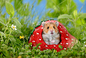 ROD 01 KH0004 01
Golden (aka Syrian) Hamster Sitting In Ceramic Strawberry