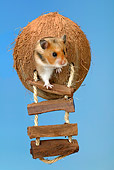 ROD 01 KH0005 01
Golden (aka Syrian) Hamster Sitting In Coconut Toy