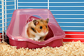 ROD 01 KH0006 01
Golden (aka Syrian) Hamster Sitting In Plastic Shelter In Cage