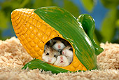 ROD 01 KH0007 01
Roborovski Hamsters Sitting Inside Ceramic Corn