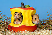 ROD 01 KH0008 01
Golden (aka Syrian) Hamsters Sitting Inside Ceramic Apple