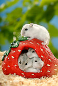 ROD 01 KH0009 01
Winter White Russian Hamsters Sitting Inside Ceramic Strawberry