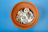 ROD 01 KH0010 01
Winter White Russian Hamsters Sitting Inside Flower Pot