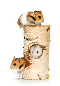 ROD 01 KH0011 01
Hamsters Sitting Inside And On Hollow Log