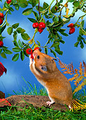 ROD 01 KH0012 01
Golden (aka Syrian) Hamster Eating Red Berry Off Shrub