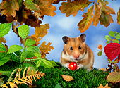 ROD 01 KH0013 01
Golden (aka Syrian) Hamster Sitting On Grass Holding Red Berry