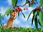 ROD 01 KH0014 01
Golden (aka Syrian) Hamster Eating Red Berry Off Shrub