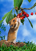 ROD 01 KH0015 01
Golden (aka Syrian) Hamster Eating Red Berry Off Shrub
