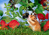 ROD 01 KH0016 01
Golden (aka Syrian) Hamster Eating Blackberry Off Shrub