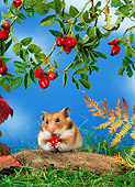 ROD 01 KH0017 01
Golden (aka Syrian) Hamster Eating Red Berry Under Shrub