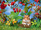 ROD 01 KH0018 01
Golden (aka Syrian) Hamster Sitting Under Red Berry Shrub