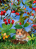 ROD 01 KH0019 01
Golden (aka Syrian) Hamster Sitting Under Red Berry Shrub