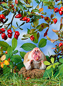 ROD 01 KH0020 01
Golden (aka Syrian) Hamster Sitting Under Red Berry Shrub Yawning