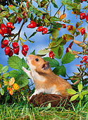 ROD 01 KH0021 01
Golden (aka Syrian) Hamster Reaching For Red Berry On Shrub