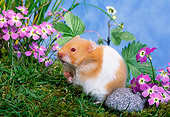 ROD 01 KH0022 01
Syrian Hamster Sitting On Grass By Purple Flowers
