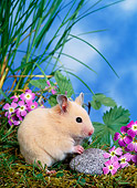 ROD 01 KH0023 01
Syrian Hamster Sitting On Grass By Purple Flowers