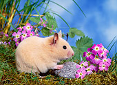 ROD 01 KH0024 01
Syrian Hamster Sitting On Grass By Purple Flowers