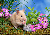 ROD 01 KH0025 01
Syrian Hamster Sitting On Grass By Purple Flowers Eating