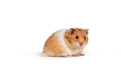 ROD 01 RK0001 01
Profile Shot Of Hamster On White Seamless Background