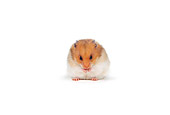 ROD 01 RK0002 02
Hamster On White Seamless Background