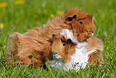 ROD 02 GL0001 01
Portrait Of Two Guinea Pigs On Grass