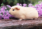 ROD 02 GR0002 01
Guinea Pig Sitting On Log By Pink Flowers