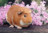 ROD 02 GR0003 01
Guinea Pig Sitting On Log By Pink Flowers