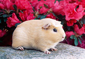 ROD 02 GR0004 01
Guinea Pig Sitting On Rock By Pink Flowers