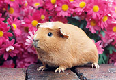ROD 02 GR0005 01
Guinea Pig Sitting On Bricks By Pink Flowers