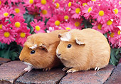 ROD 02 GR0006 01
Guinea Pigs Sitting On Bricks By Pink Flowers