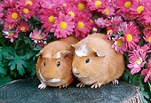 ROD 02 GR0007 01
Guinea Pigs Sitting On Stump By Pink Flowers